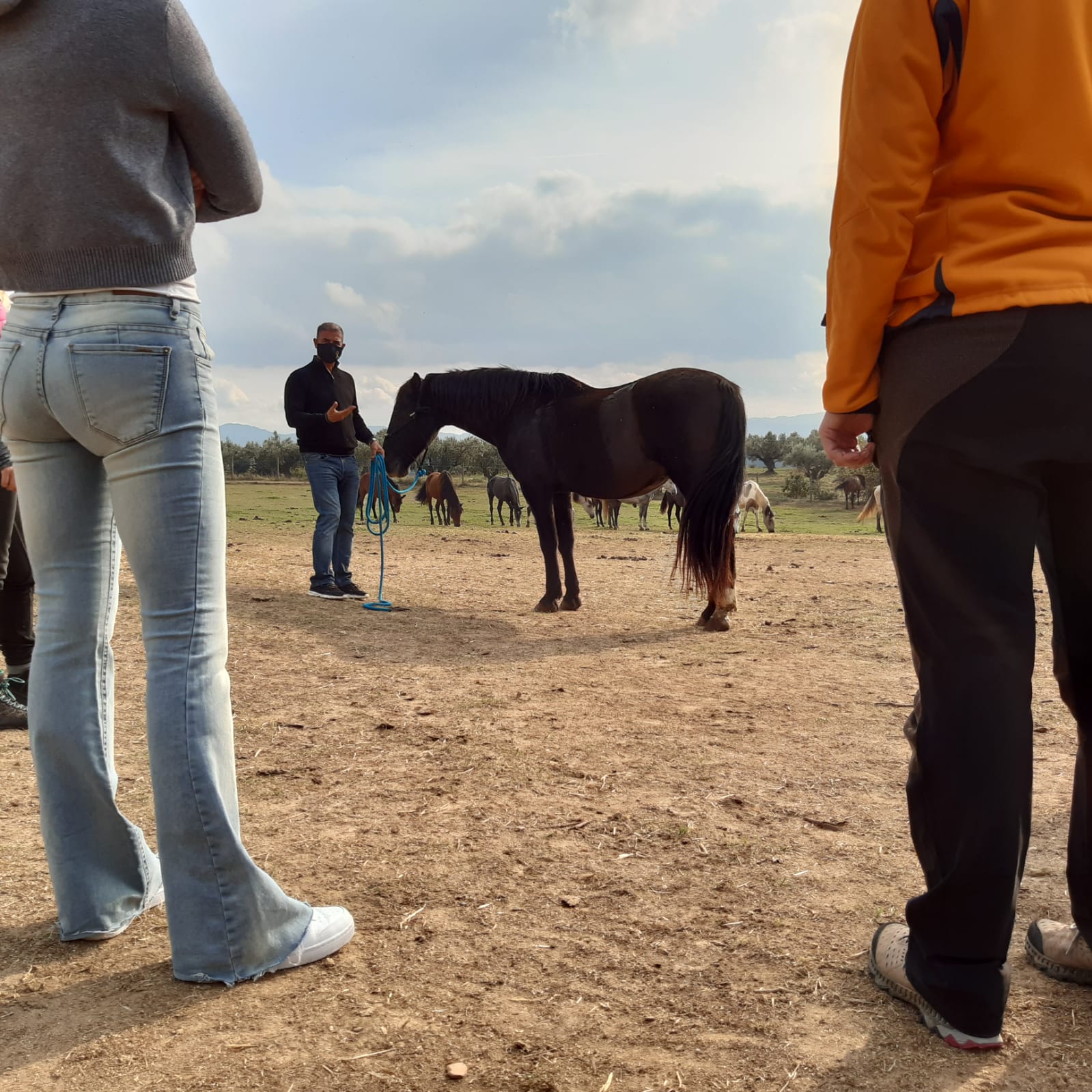 Coaching amb cavalls