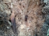 Tractament fitosanitari per la plaga del morrut de les palmeres  