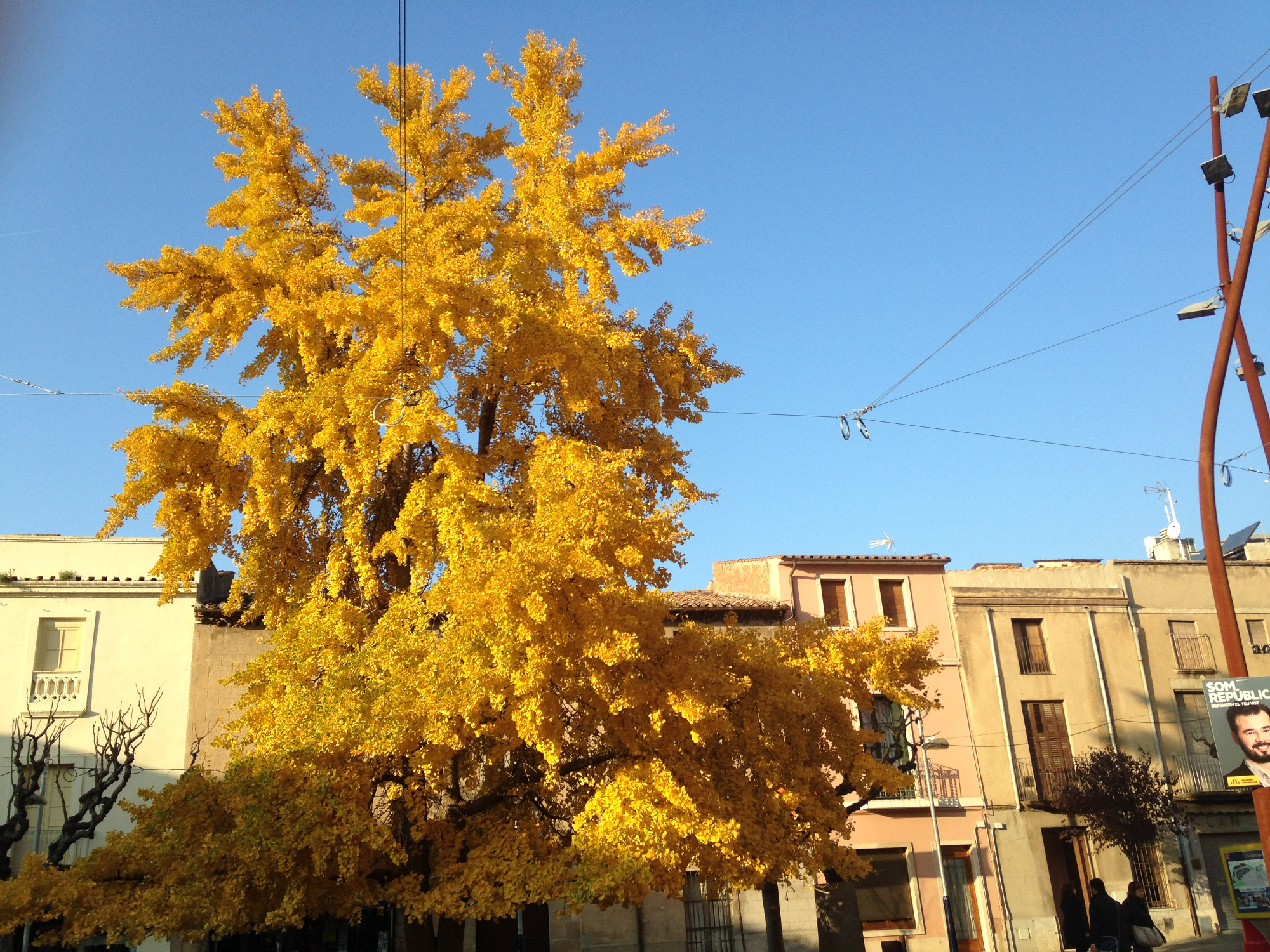 Campanya d'esporga a la Garriga