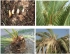 Tractament fitosanitari per la plaga del morrut de les palmeres 