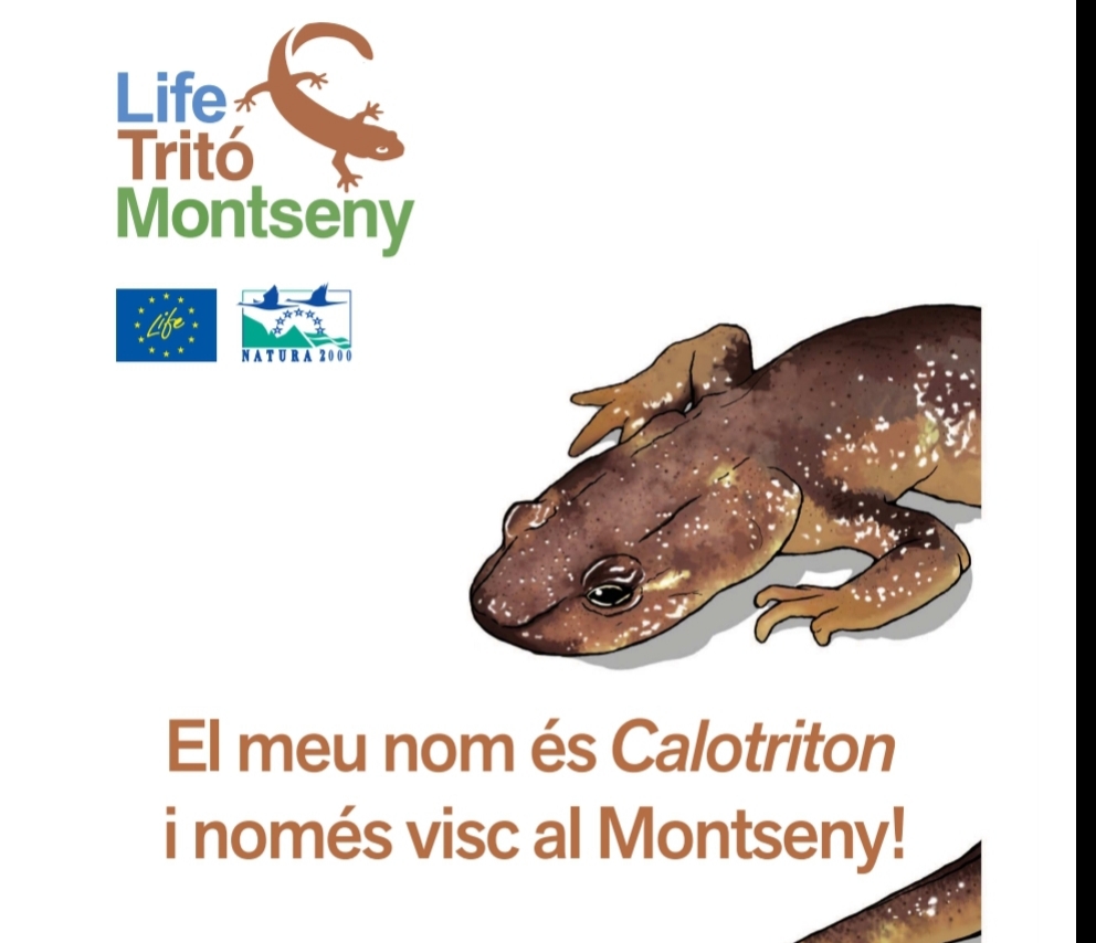 Arriba a la Biblioteca una exposició sobre el tritó del Montseny