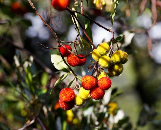 La natura, a tocar de la Garriga