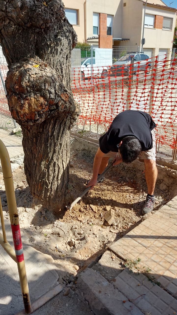 Els arbres del carrer Fra Benet no es poden trasplantar