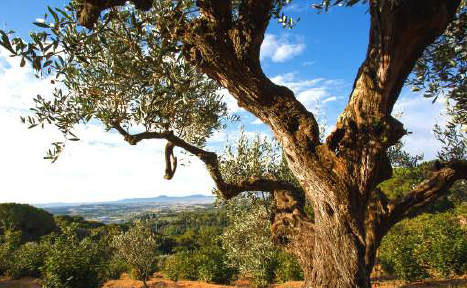 Passejant per la Garriga