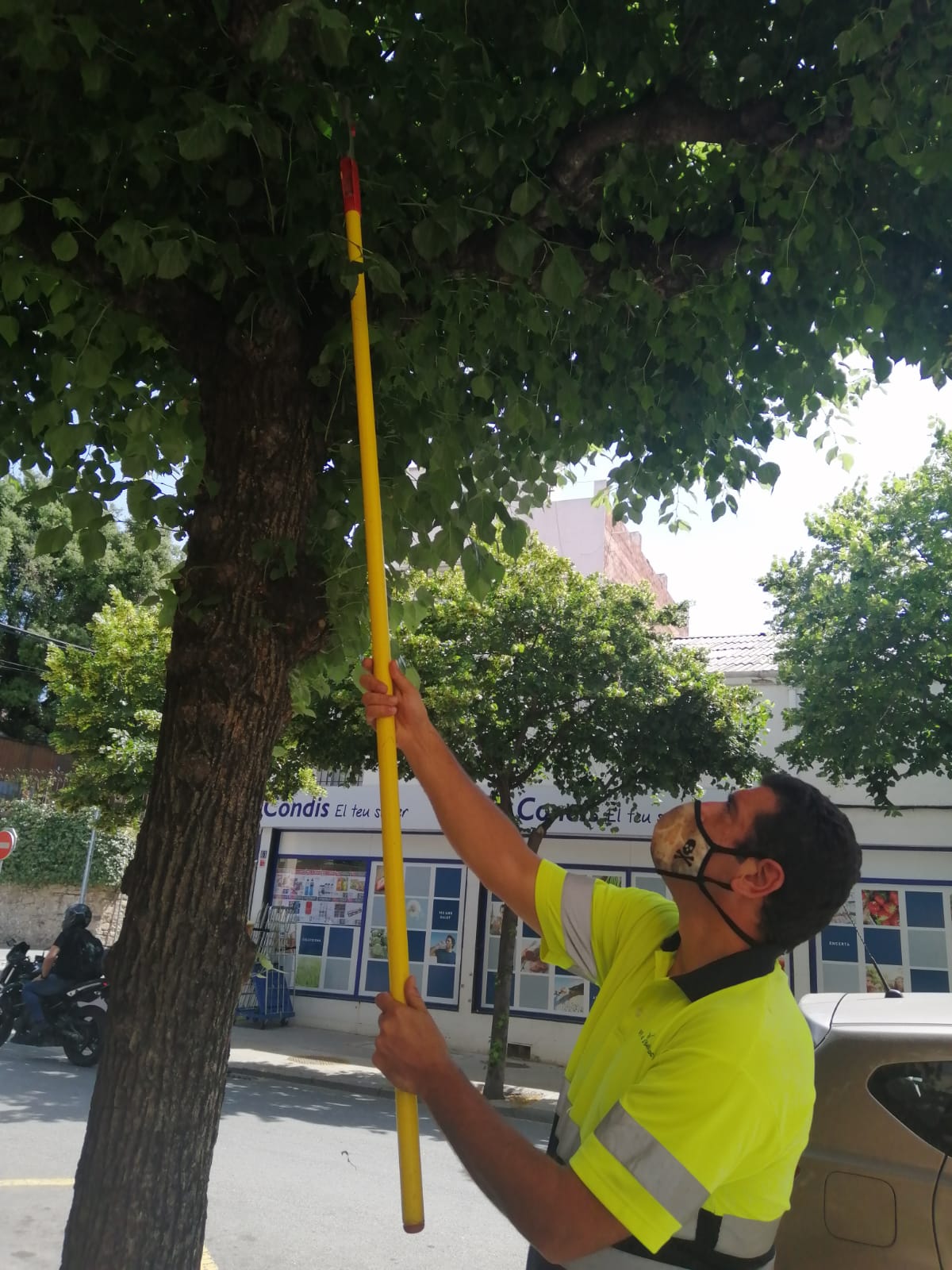 Com combatem el pugó a la Garriga?