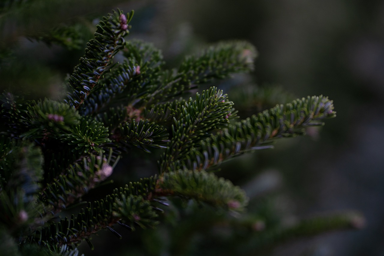 Els arbres de Nadal, a la deixalleria