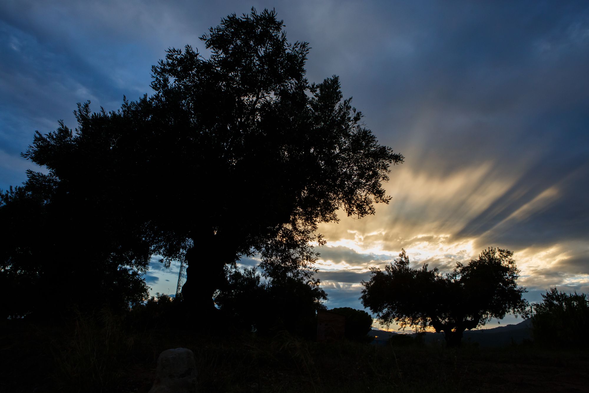 Una sortida per escoltar la natura de nit