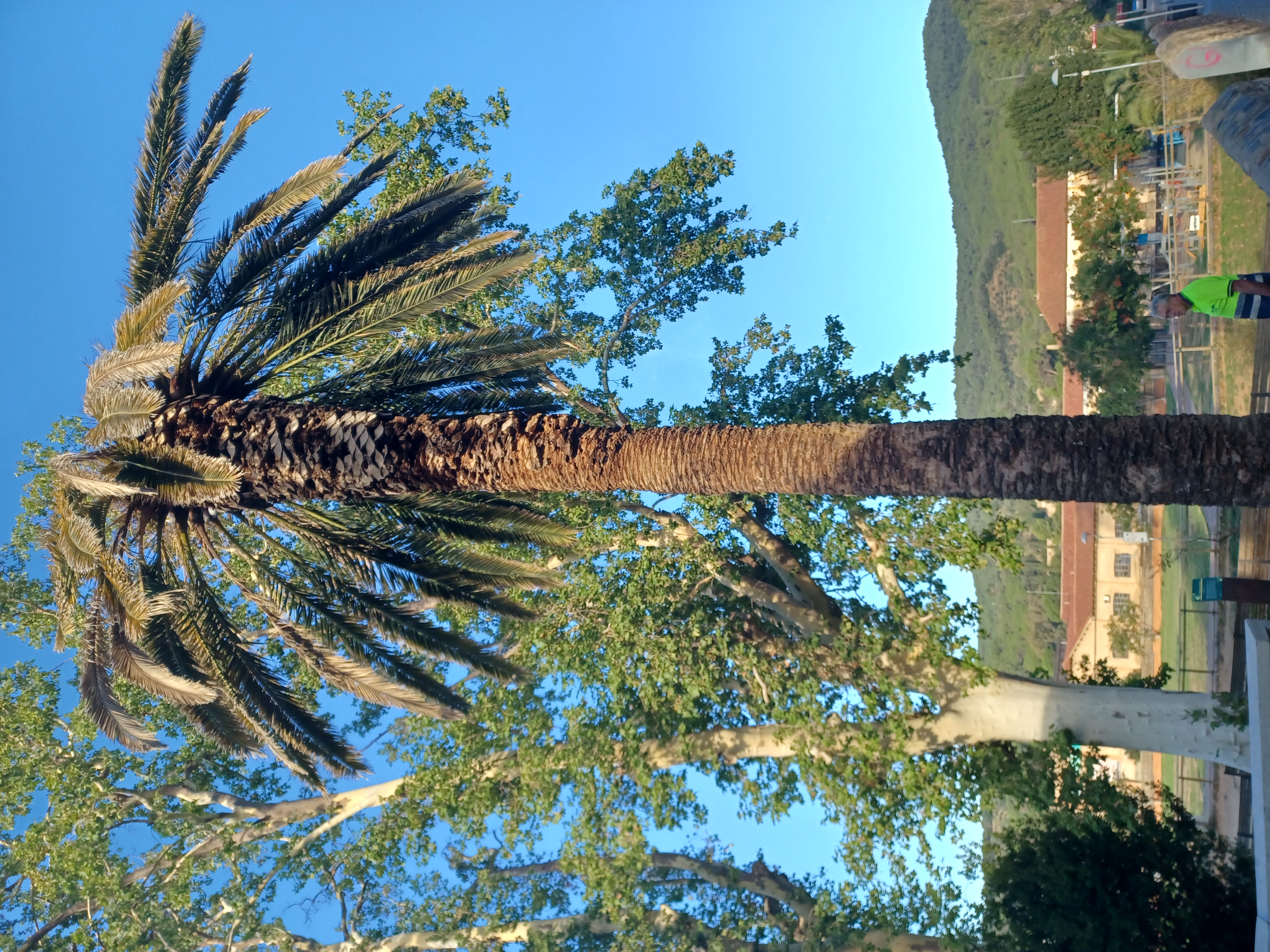 Retirada de la palmera del CAP per motius de seguretat