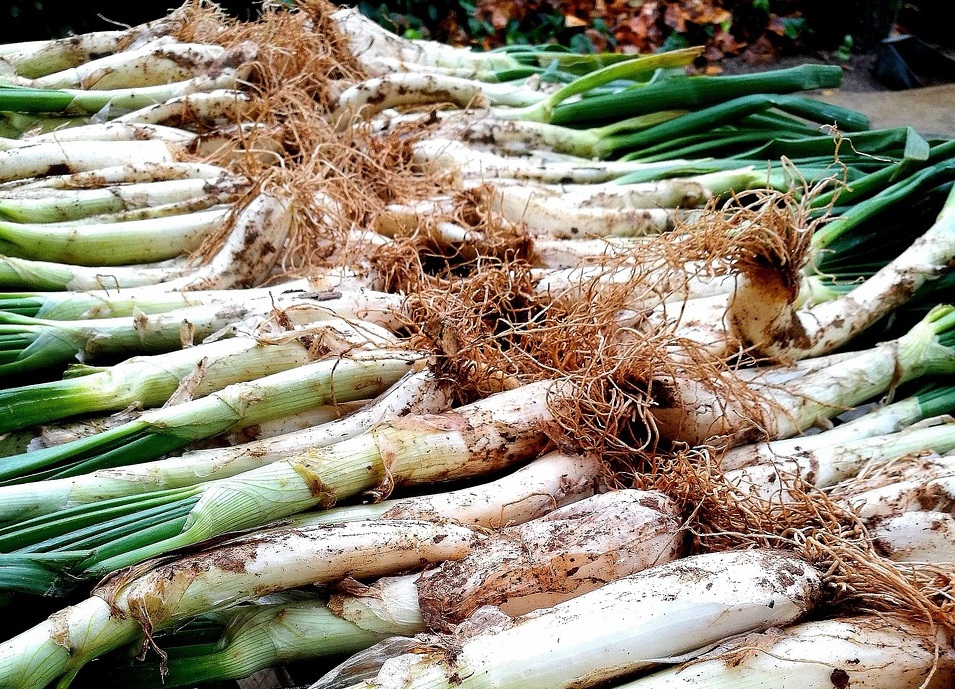 Parlem de Turisme: Cebes que fan festa, els calçots!