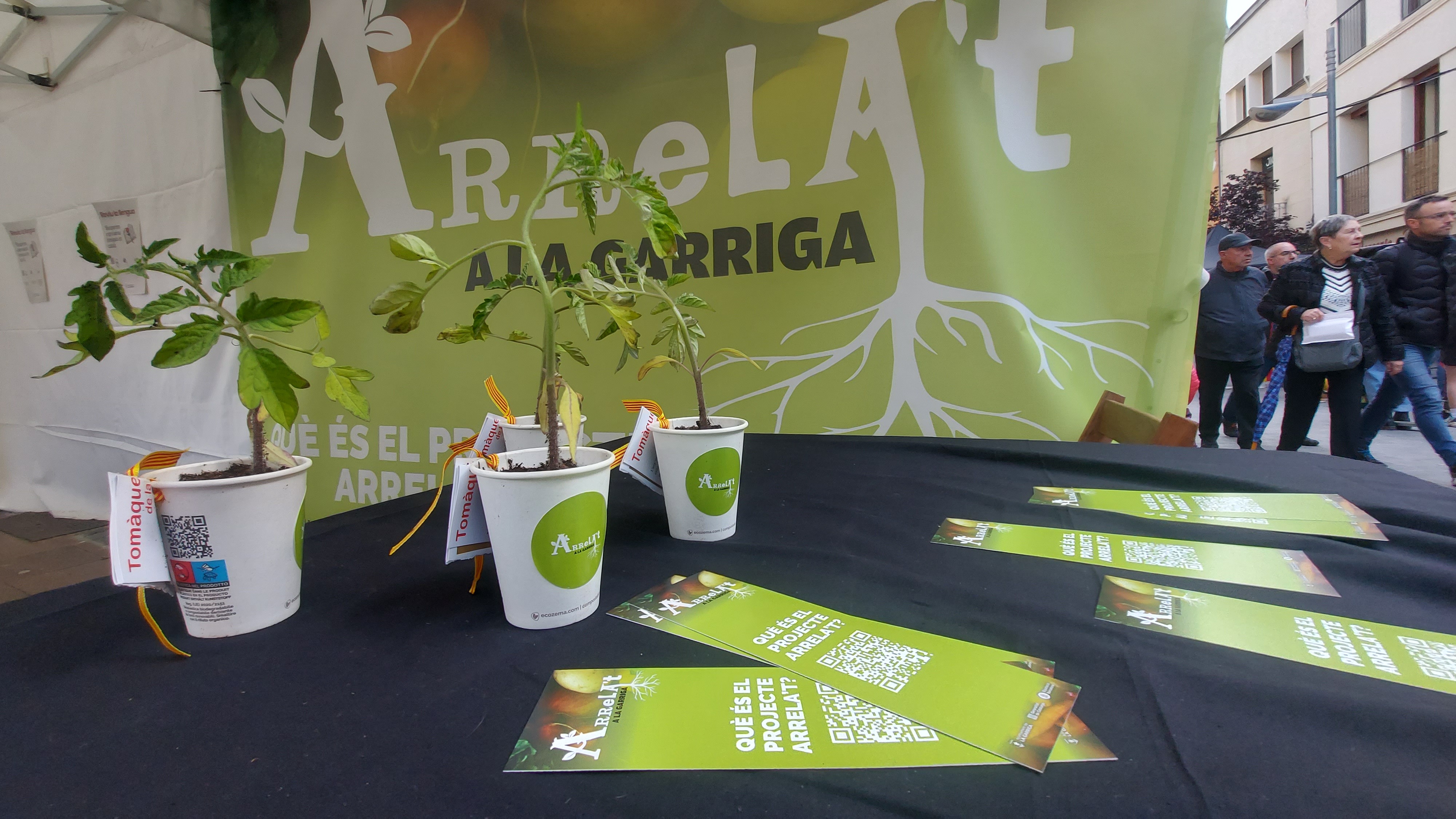 L'Arrela't us acosta el tomàquet pometa de la Garriga