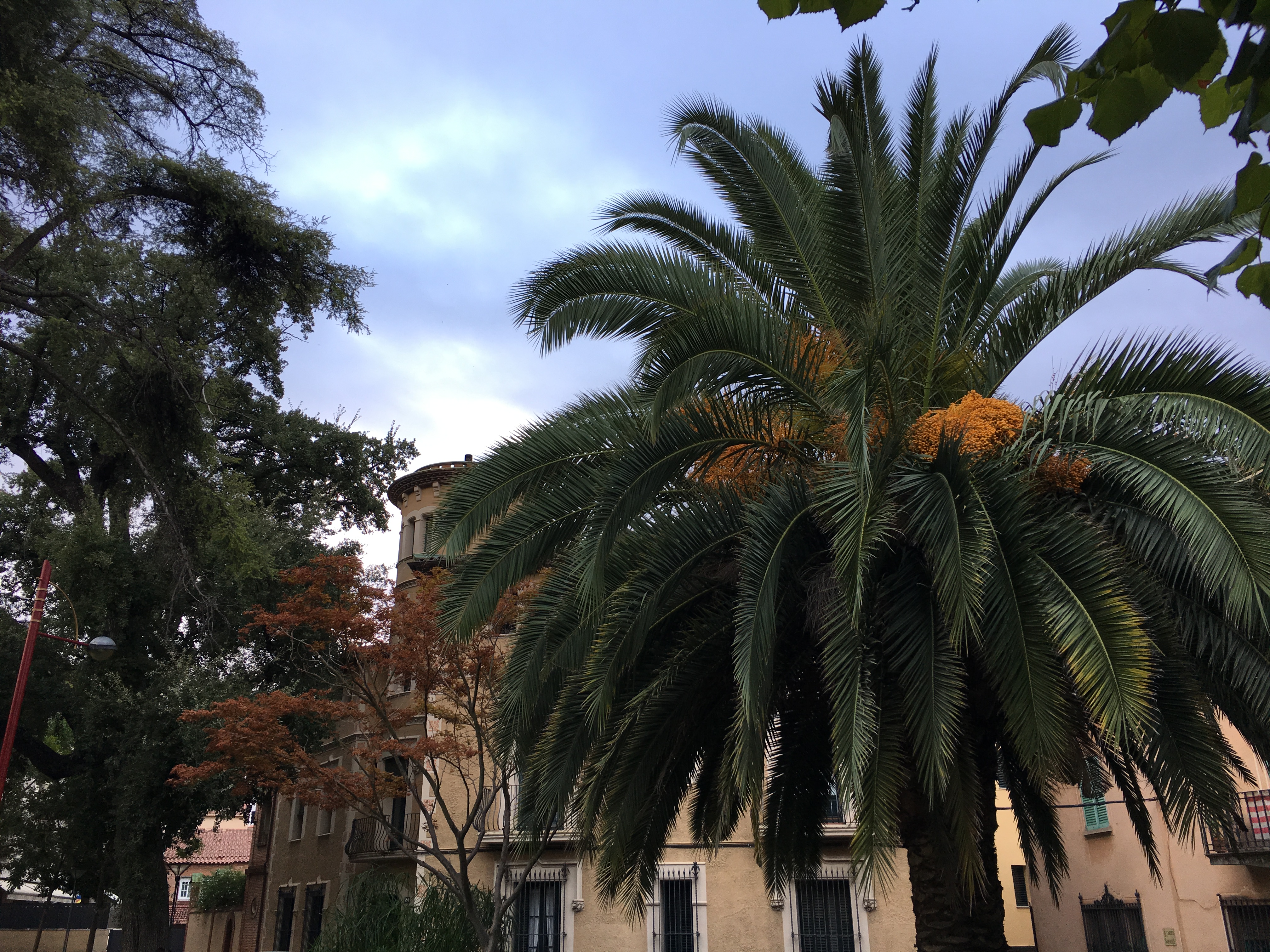 Tractament fitosanitari per la plaga del morrut de les palmeres en zones verdes municipals